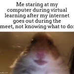 "well now what do i do??!" | Me staring at my computer during virtual learning after my internet goes out during the meet, not knowing what to do: | image tagged in facetime hamster,meme,hampter,virtual learining | made w/ Imgflip meme maker