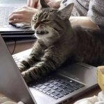 Angry cat laptop