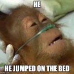 monkey jumped on the bed | HE; HE JUMPED ON THE BED | image tagged in dying orangutan,funny memes,monkey,lol,dying,memes | made w/ Imgflip meme maker
