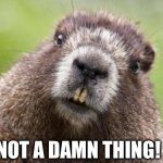 Mr Beaver | NOT A DAMN THING! | image tagged in mr beaver | made w/ Imgflip meme maker