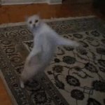 Cat Dance GIF Template