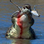 Croc