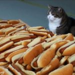 Cat and hot dogs