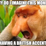 pls tell me you see it too | WHY DO I IMAGINE THIS MONKEY; HAVING A BRITISH ACCENT | image tagged in nosacz,funny,british,funny memes | made w/ Imgflip meme maker