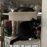 Cats angry stare | POV; THE LOOKS THE CLASS GIVES YOU AFTER YOU ACCIDENTALLY REMINDED THE TEACHER THAT Y’ALL HAD HOMEWORK | image tagged in cats angry stare | made w/ Imgflip meme maker