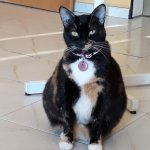 Mishu