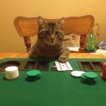 Gambling cat meme