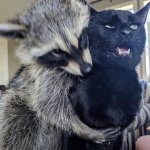 Raccoon Hug Cat meme