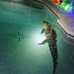 Alligator in pool 2