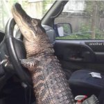 Alligator driving