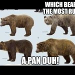 Bears | WHICH BEAR IS THE MOST RUDE? A PAN DUH! | image tagged in bears | made w/ Imgflip meme maker