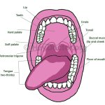 Mouth
