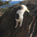 Cat falling off cliff