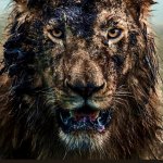 It’s a spectrum | THIS IS WALZY - MY EMOTIONAL SUPPORT ANIMAL; CARE TO GUESS WHICH EMOTION HE’S SUPPORTING? | image tagged in emotions,emotional support animal,memes,lion,wildlife,nature versus nurture | made w/ Imgflip meme maker