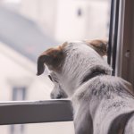 dog looking out of the window