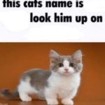 This cats name