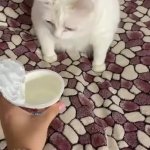 White cat vomit GIF Template