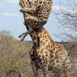 Piggyback girrafe