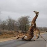Drunk giraffe