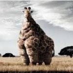 Chubby giraffe