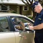 Watto getting pulled over