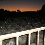 Field of spooky judgemental sheep