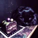 black cat and cake