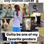 Shout out to.... Gotta be one of my favorite genders | silly internet cats | image tagged in shout out to gotta be one of my favorite genders | made w/ Imgflip meme maker