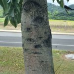 Tree with eyes