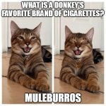 Joking cat | WHAT IS A DONKEY'S FAVORITE BRAND OF CIGARETTES? MULEBURROS | image tagged in joking cat,meme,memes,funny | made w/ Imgflip meme maker