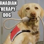 Canadian Therapy Dog