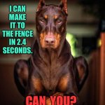 2.4 Seconds | I CAN MAKE IT TO THE FENCE IN 2.4 SECONDS. CAN  YOU? | image tagged in rolex my watch dog,make it to fence,in 2-4 seconds,can you,fun | made w/ Imgflip meme maker