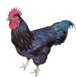 Blacktip Chicken