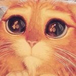 cat eyes GIF Template
