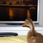 a duck watching tv
