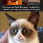 A kitten named Duck