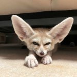Big ears grumpy fox