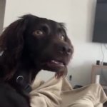 confused dog GIF Template