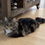 Pancake cat