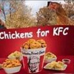 Chickens for KFC template