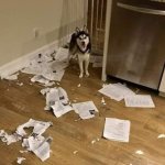 Husky ate homeworks