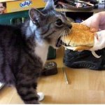 Cat burger