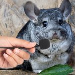 Chinchilla Microphone