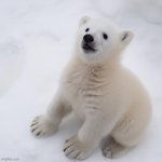 cute baby polar bear (template) | image tagged in cute polar bear | made w/ Imgflip meme maker