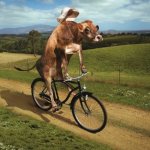 biker cow meme
