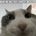 Free choccy milk | 3 THE POST ABOVE ME HAS FREE CHOCCY MILK FOR ALL ETERNITY | image tagged in cat in your camera,choocy,free | made w/ Imgflip meme maker