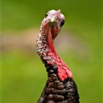 Turkey looking with curiosity template