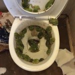 Frogs in da toilet template