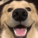 Smiling Dog GIF Template