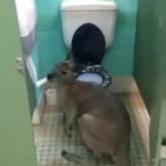 Kangaroo eating toilet paper GIF Template
